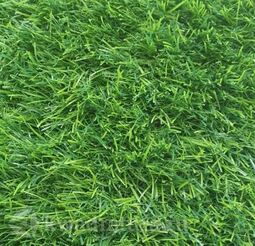 Искусственная трава ландшафтная Pretty Grass 35